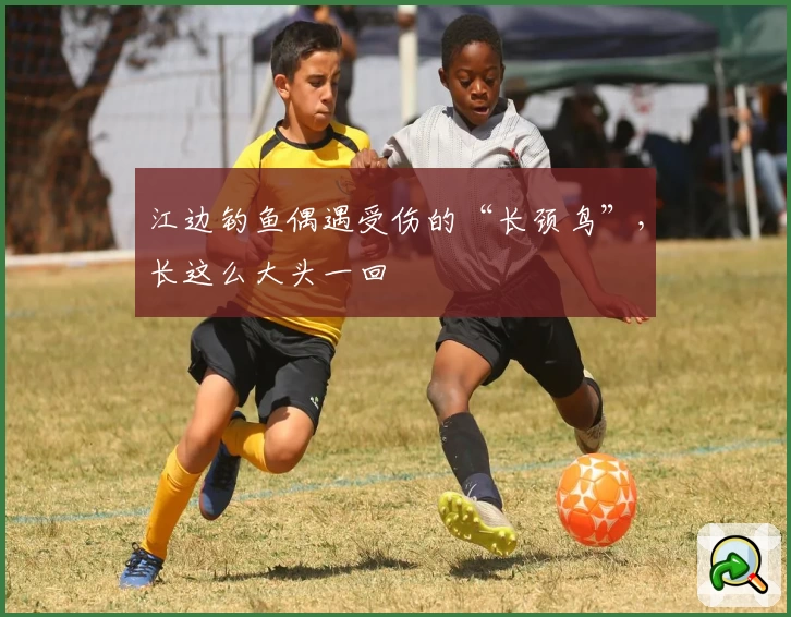 江边钓鱼偶遇受伤的“长颈鸟”，长这么大头一回
